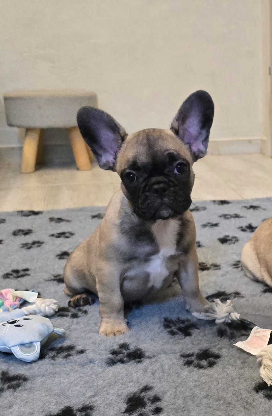 Buldog Francuski ZKwP FCI