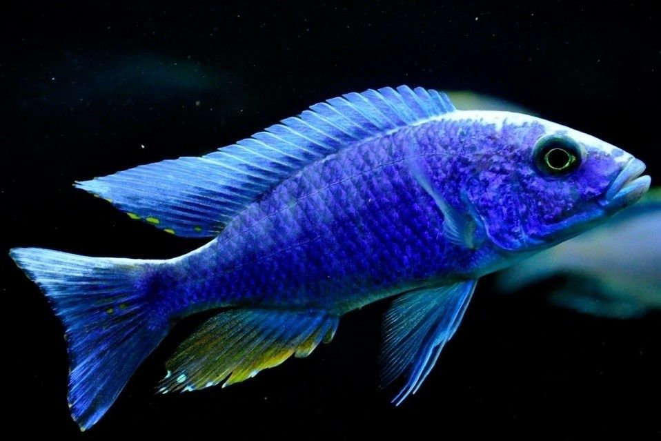 Африканські цихліди(Malawi fish)