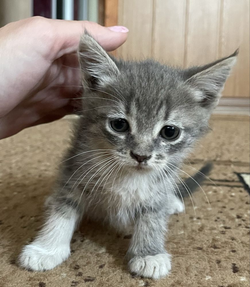 Кошенята 3 місяці