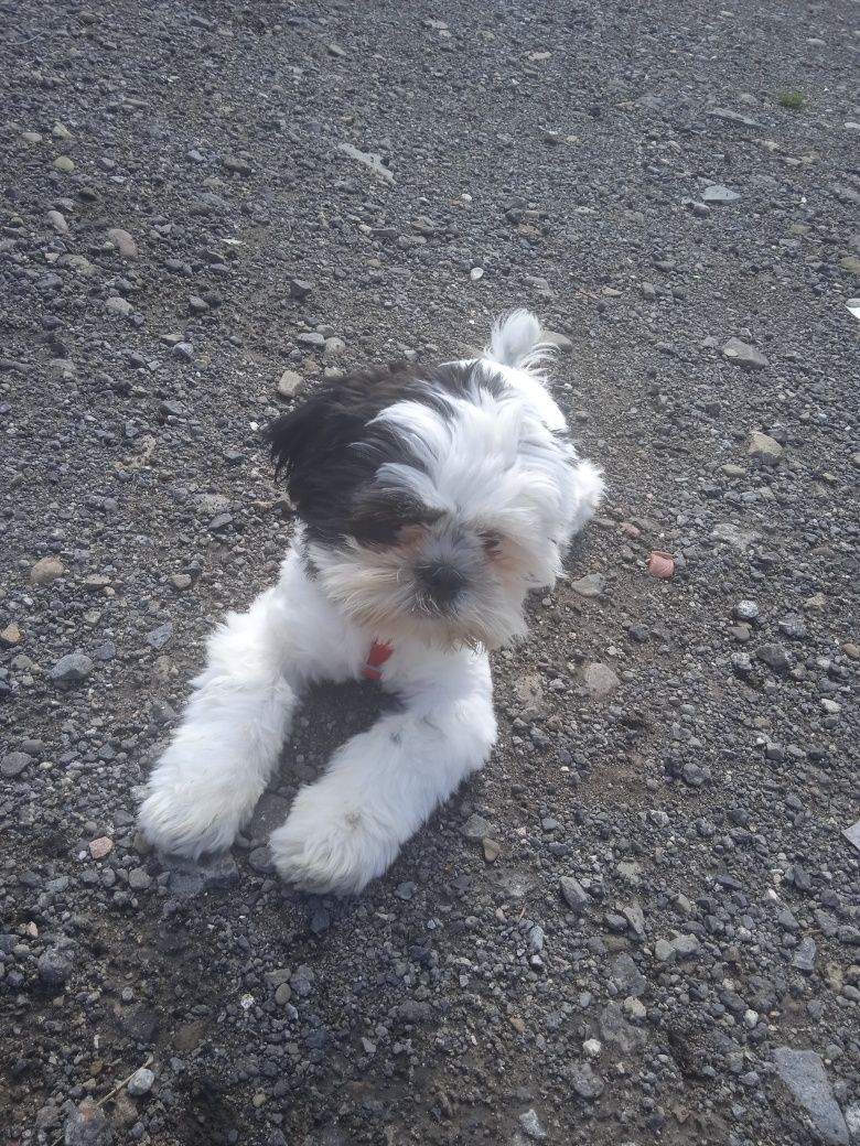 Witam posiadam szczeniaka z rasy shih tzu