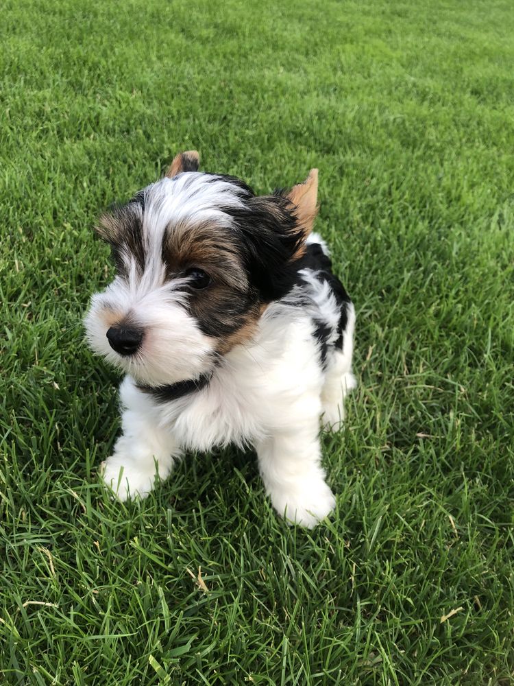 Yorkshre Terrier Biewer