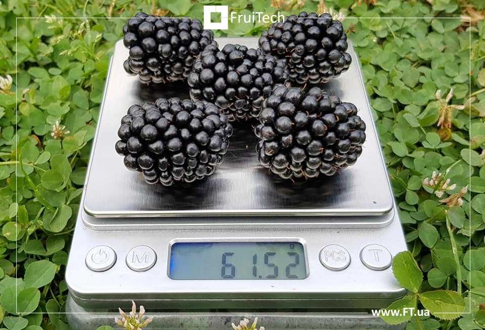 Сертифіковані саджанці ОЖИНИ (ін-вітро) від розсадника ФруТек