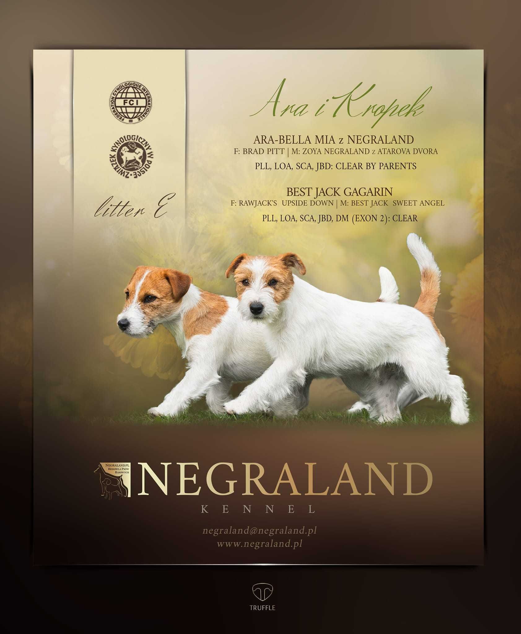 JRT sunia Ella z Negraland FCI