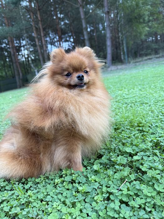 Szpic miniaturowy pomeranian z rodowodem FCI