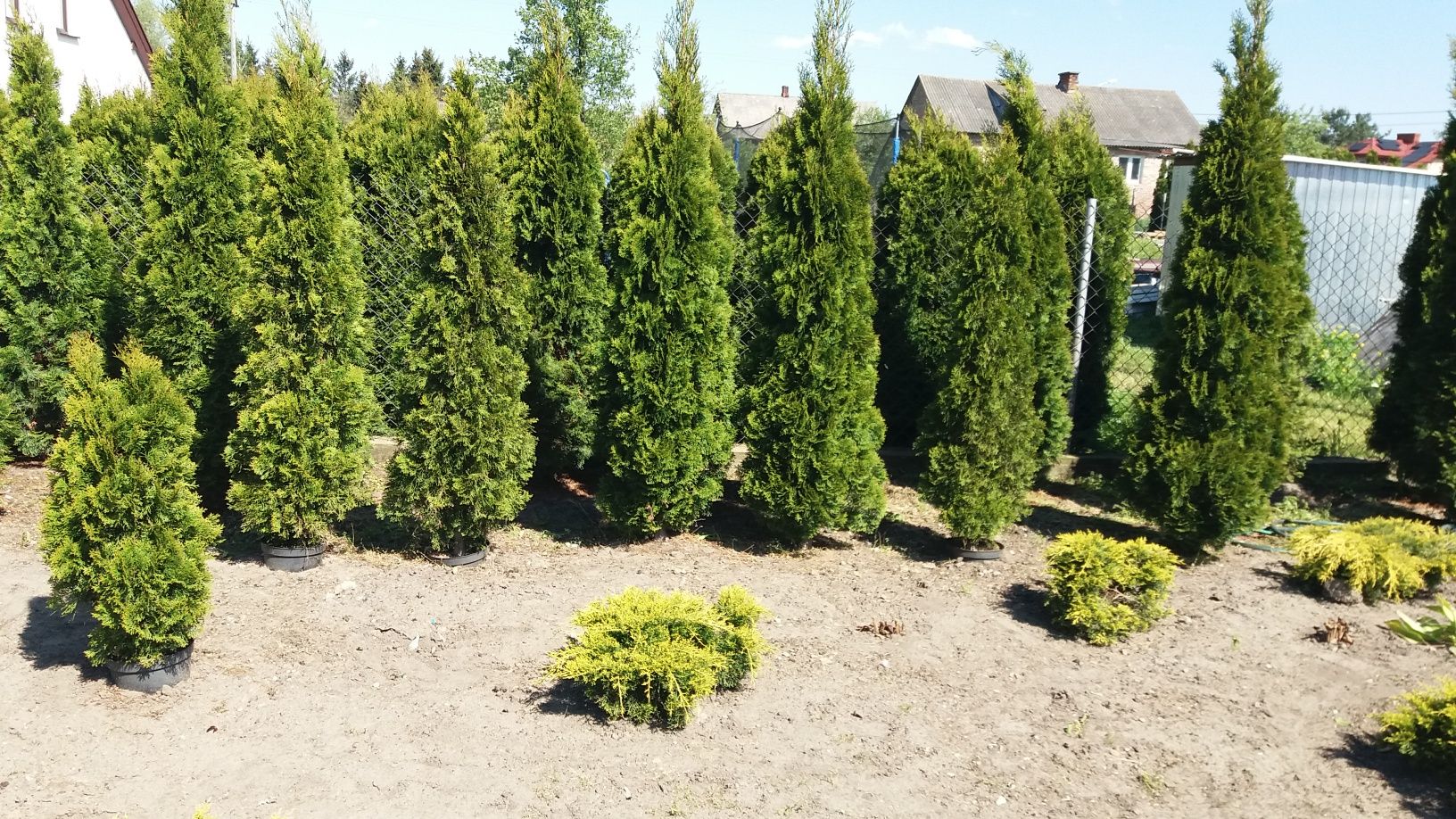 Thuja Smaragd Tuja Szmaragd 200.220,240