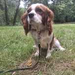 Suczka roczna cavalier king spaniel