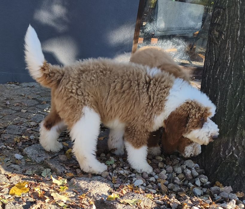 Piesek Pudel Standard Giant -królewski do odbioru