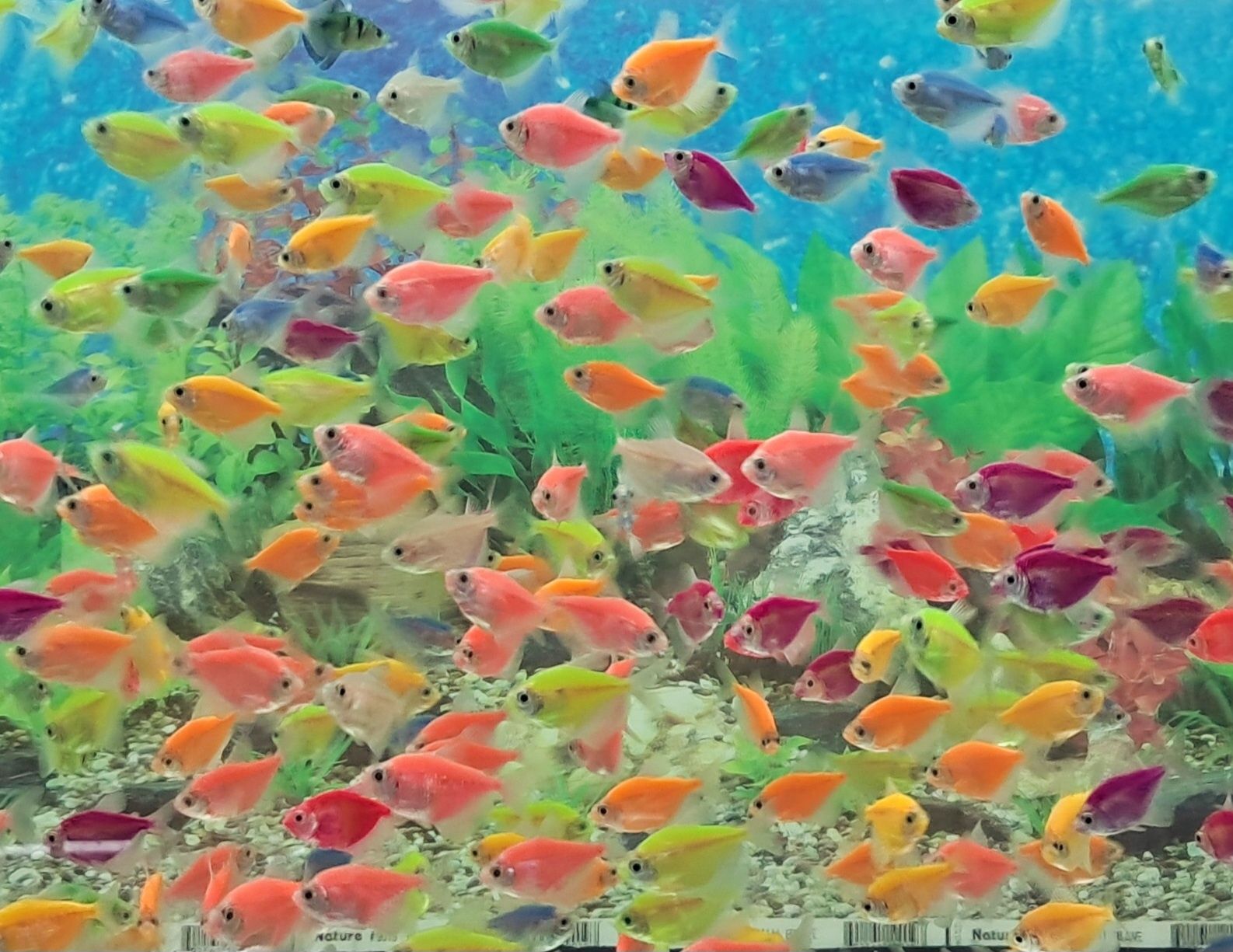 Акваріумні рибки Тернеція  Glo fish , даніо гуппі, меченосець.