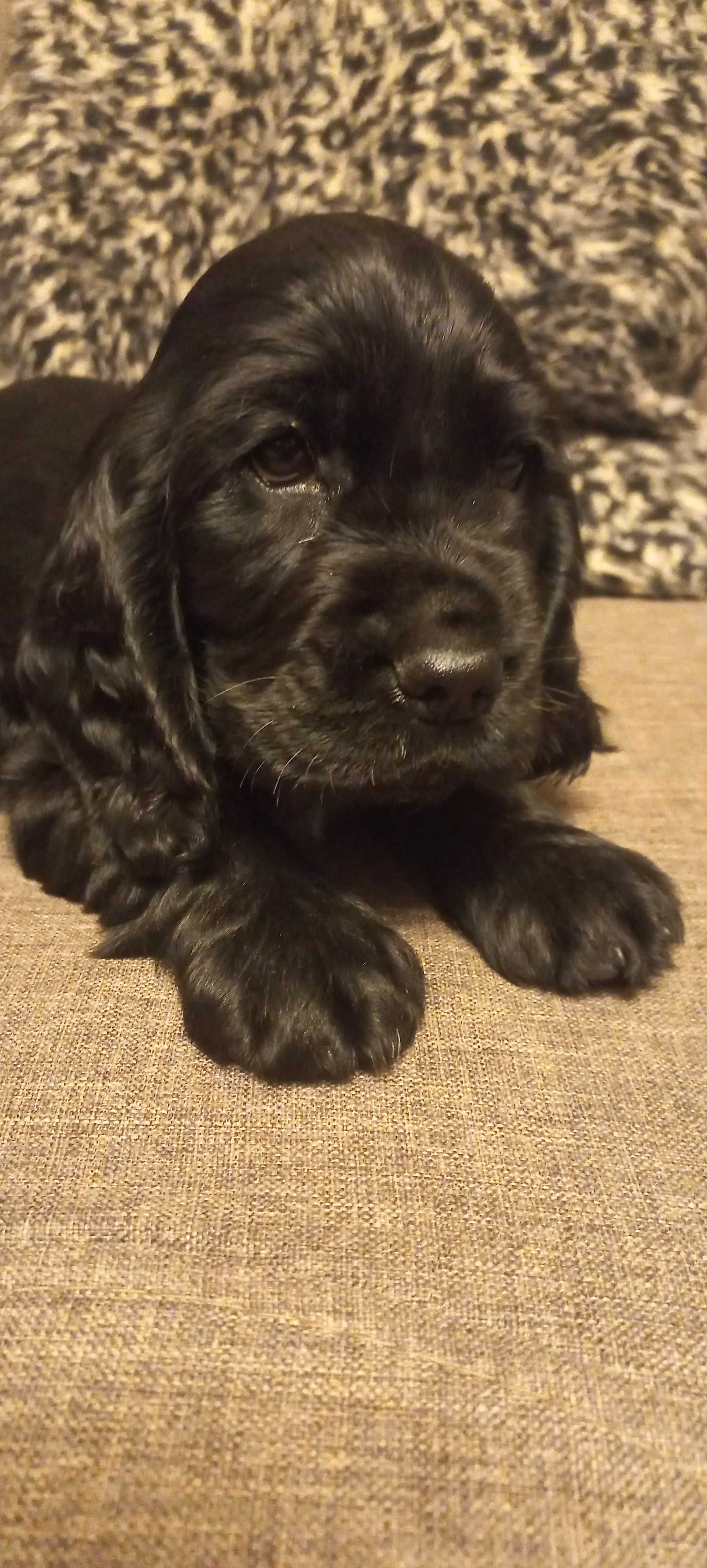 cocker spaniel angielski piesek z małą białą krawatką