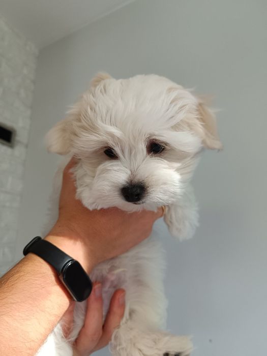 Rezerwacja Maltańczyk piesek gotowy do odbioru