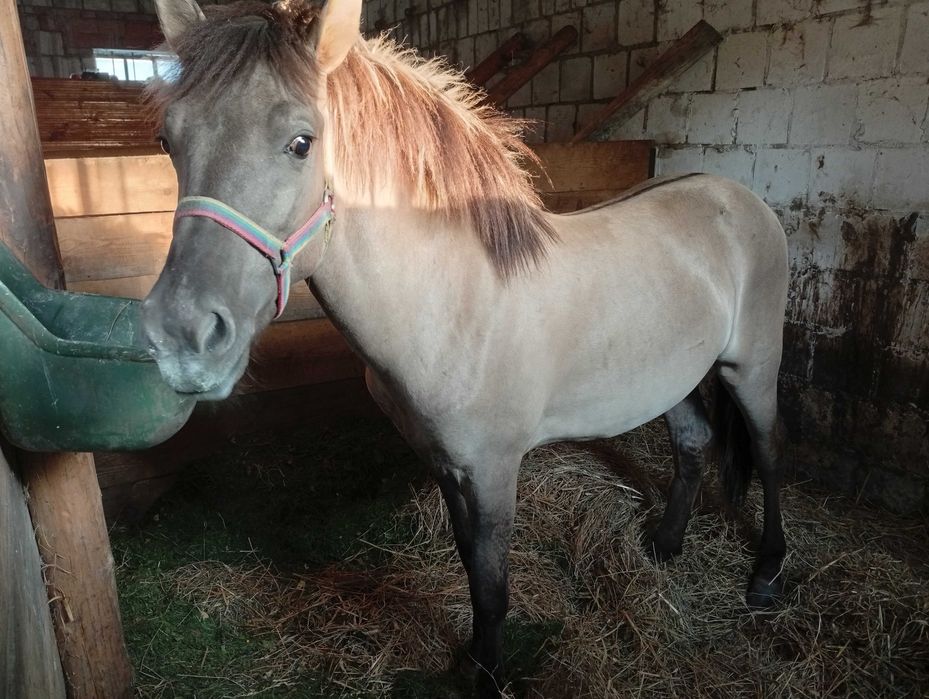Sprzedam ogierka konika Polskiego