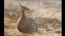 Casal de Tinamou de crista de 2025