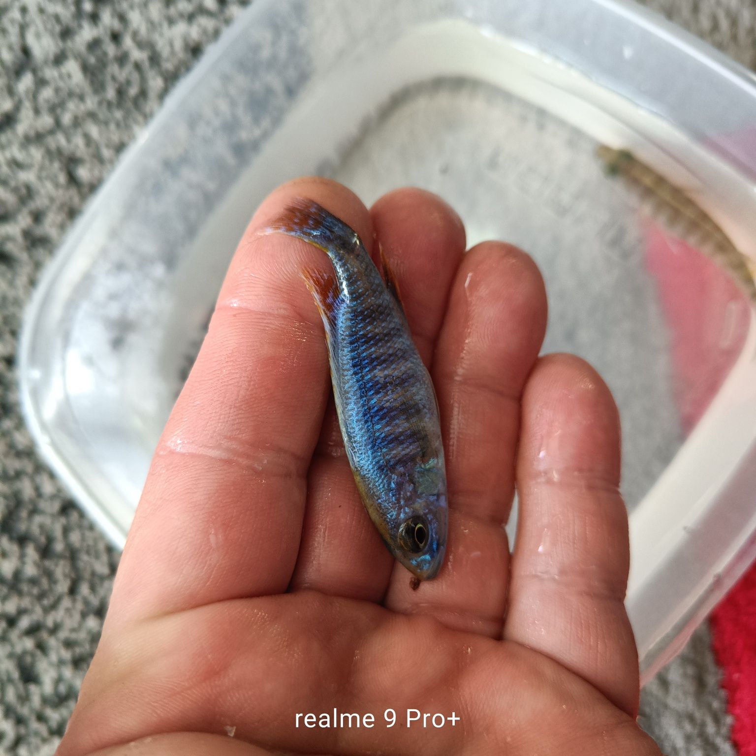 Sciaenochromis fryeri iceberg