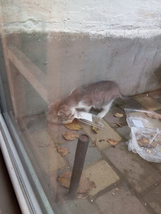 Отдам котят Полтава