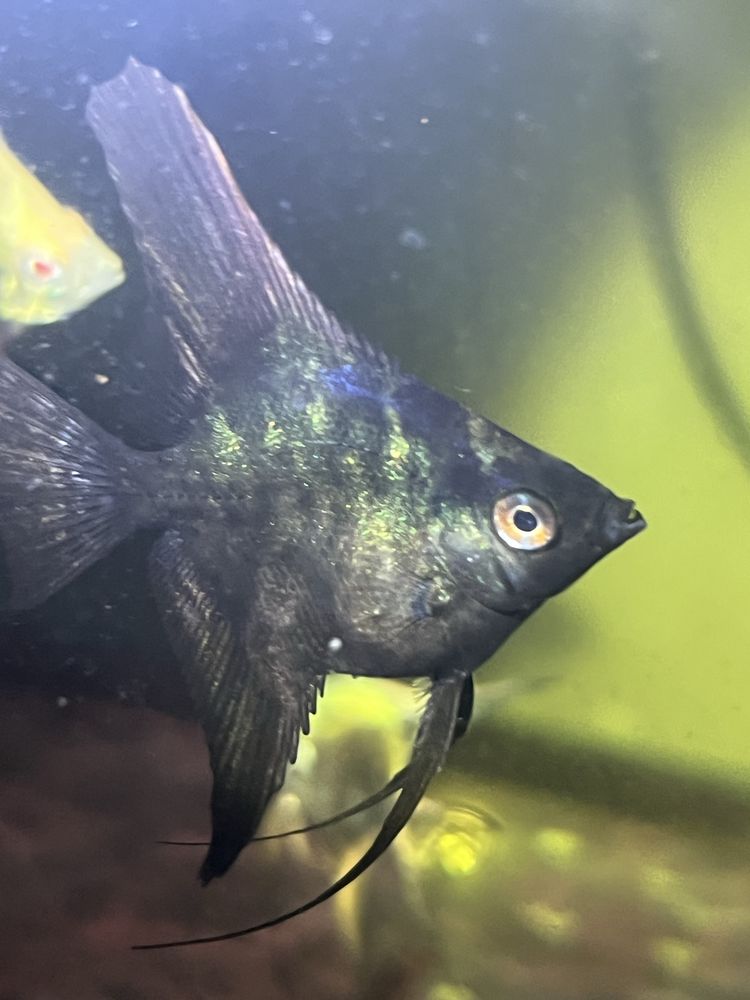 Skalar black marmur