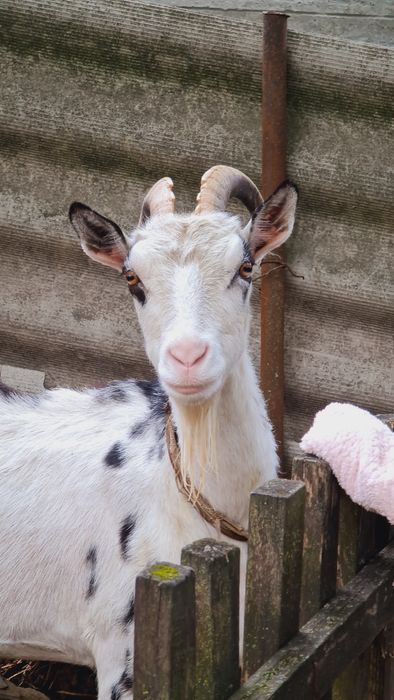 Коза Дійна 5 років