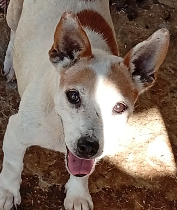 Dou Jack Russell