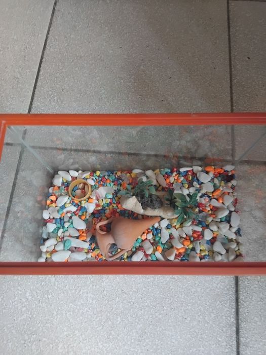 Aquário de vidro para peixes