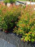 Photinia/ fotinia para jardim