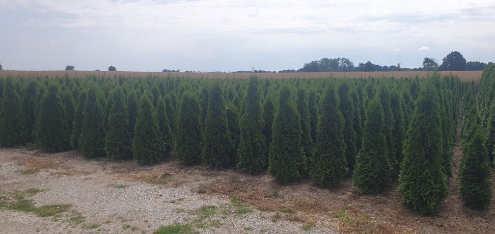 Tuje thuja szmaragd od 100 cm do 160cm