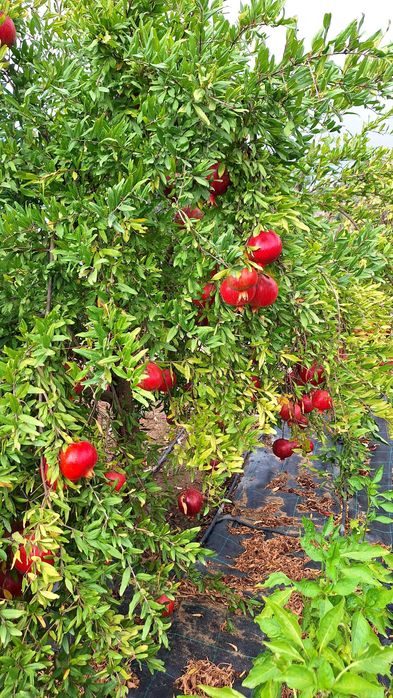 Jardim das Oliveiras