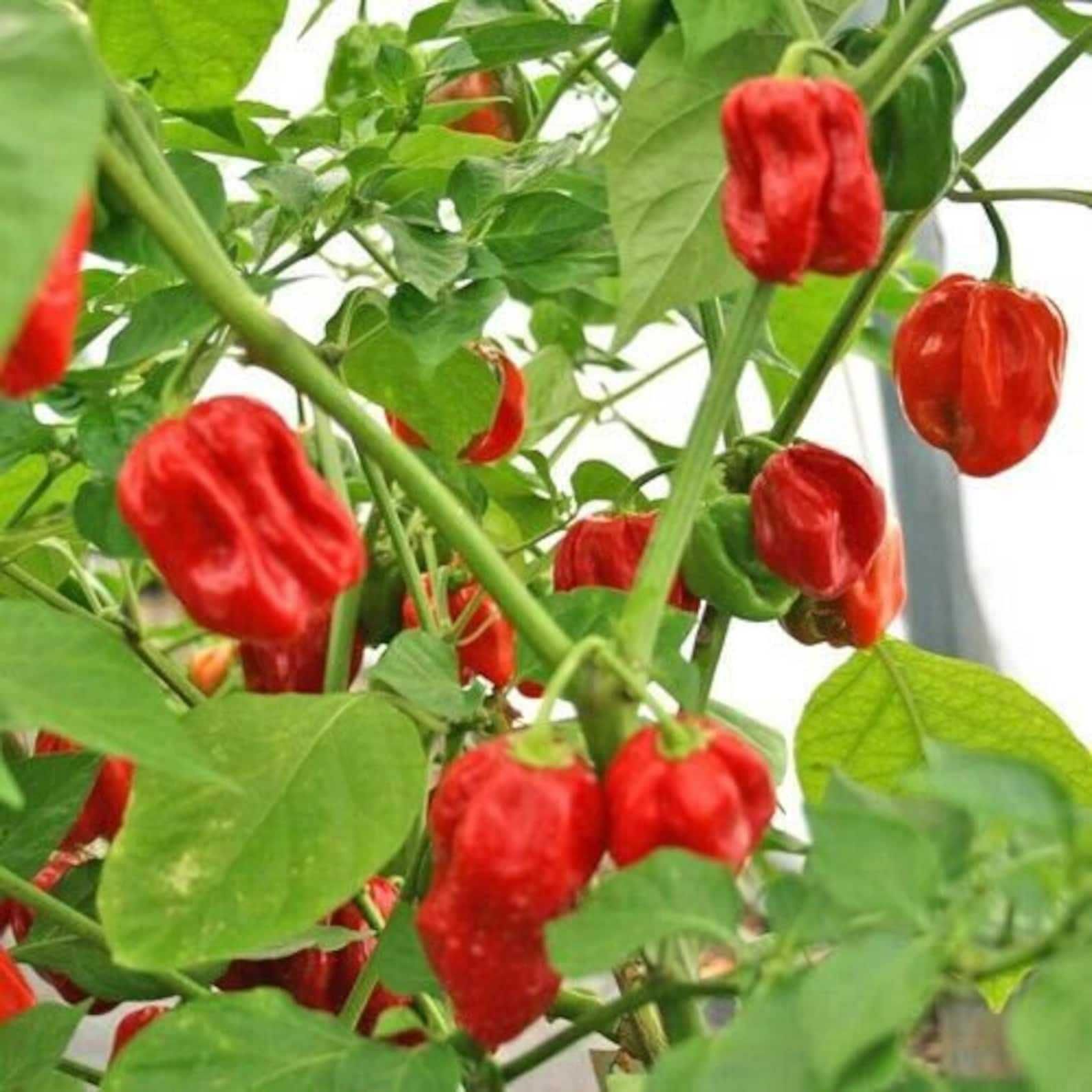 Habanero Red перець ( зерна)