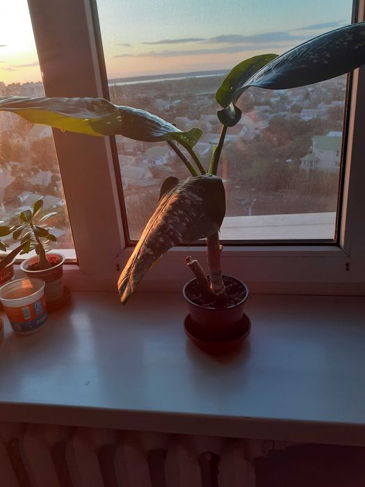 Диффенбахия цветок