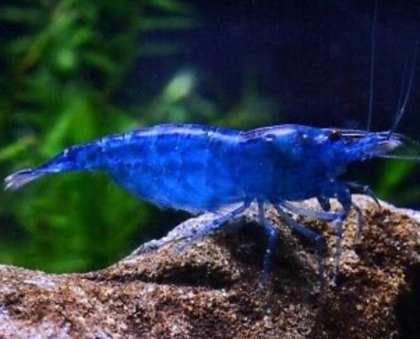 Neocaridina Blue Dream