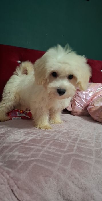 Maltipoo szczeniak pies