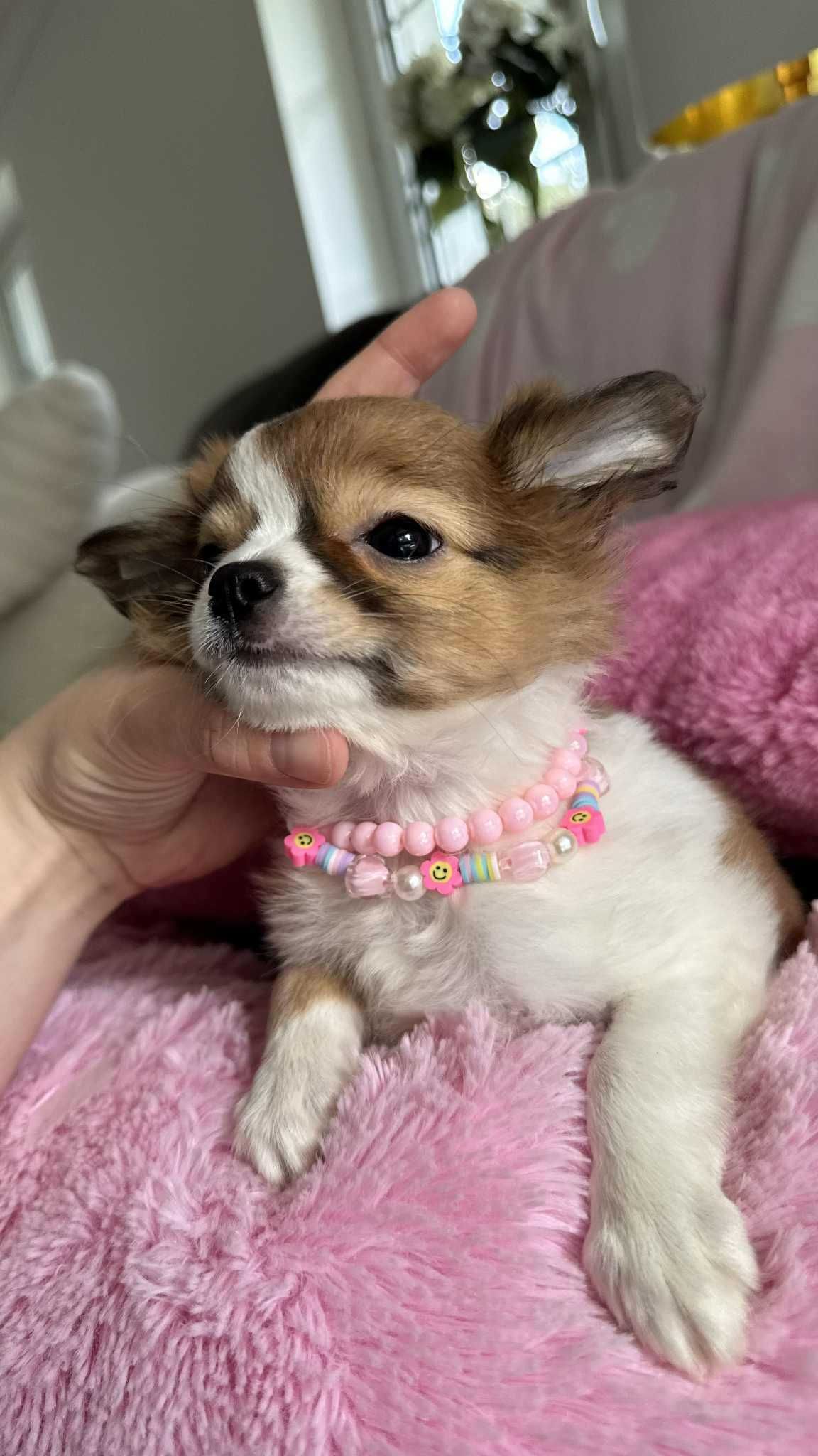 Piękna Dziewczynka Chihuahua z Rodowodem**Super Mini** do 1,6kg.