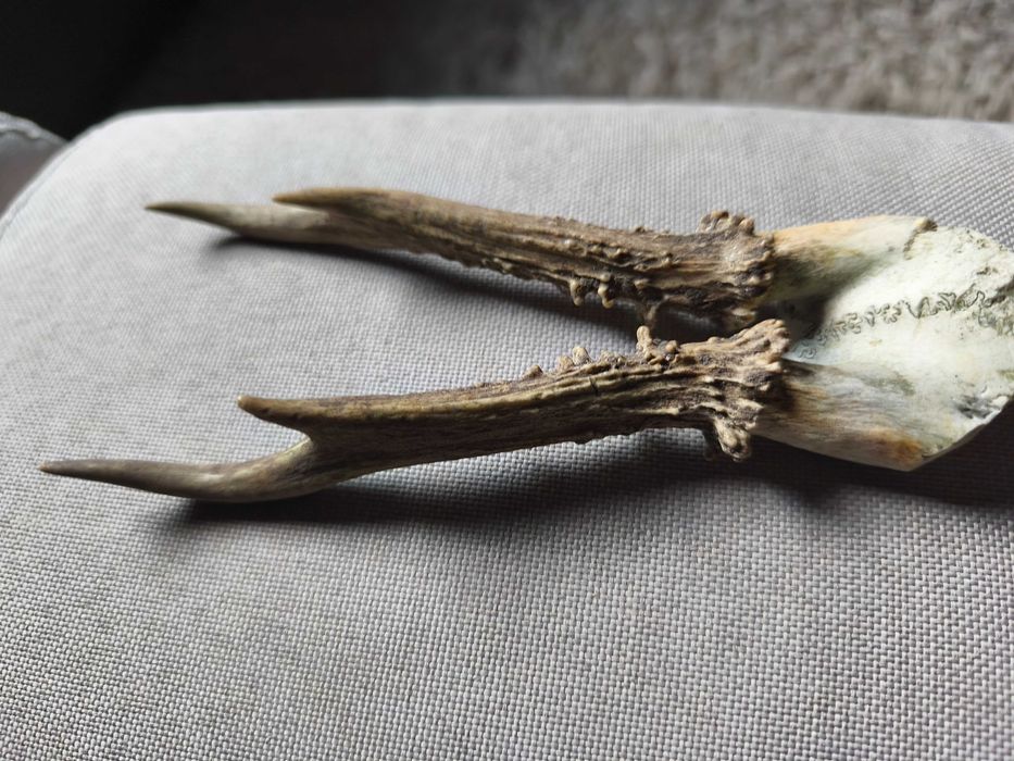 Parostki kozła sarny