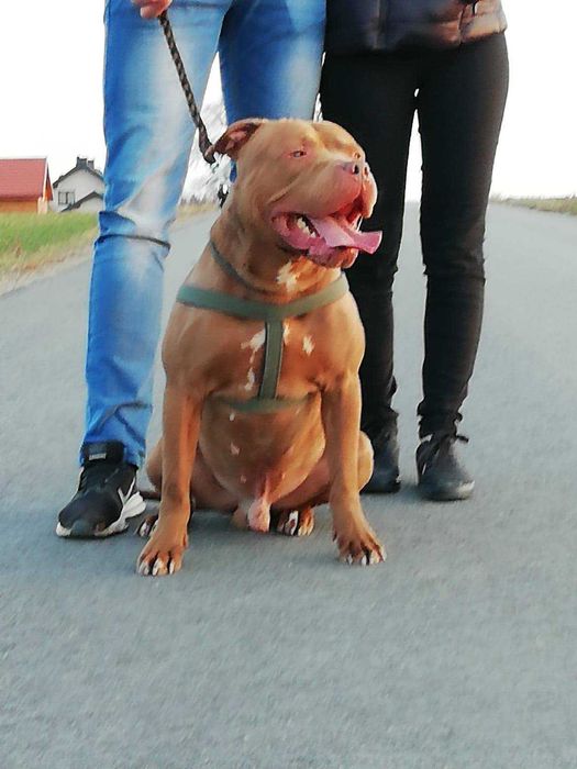 Pit Bull Red Nose Szczeniak