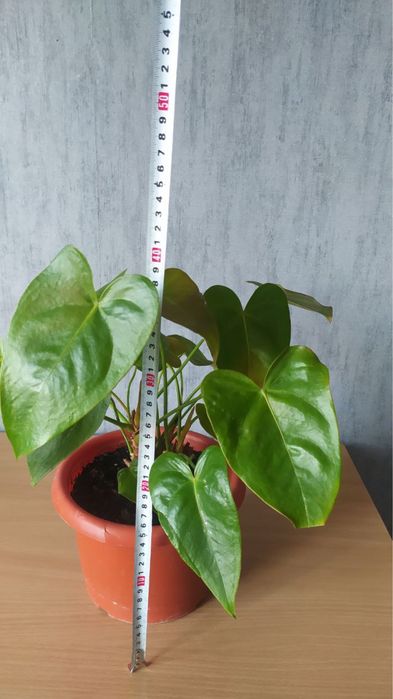 Антуріум чоловіче щастя 45 см Антуриум