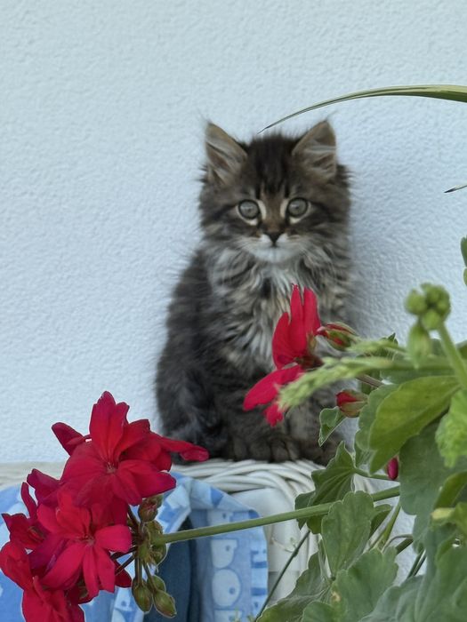 Котики віддам безкоштовно