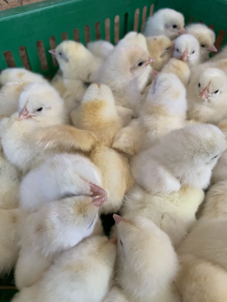 Суточные цыплята 2024 голошейка леггорн браун