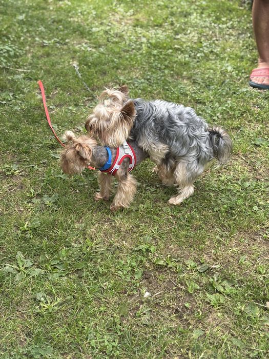 Продам цуценят йокширського терʼєра