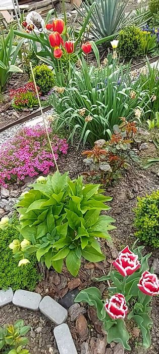 Чемерник (Морознік)