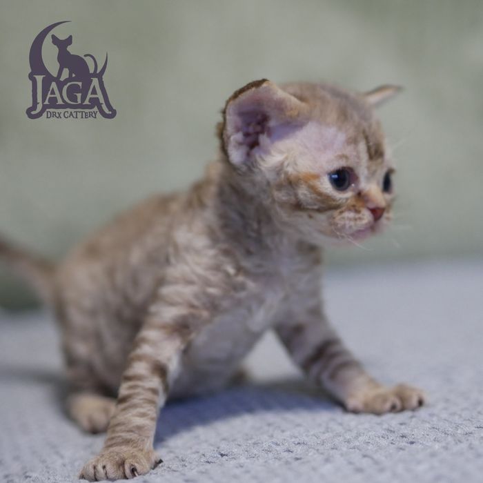 Devon Rex, dziewczynka