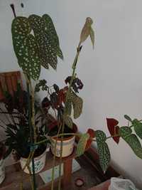 Planta begónia maculata