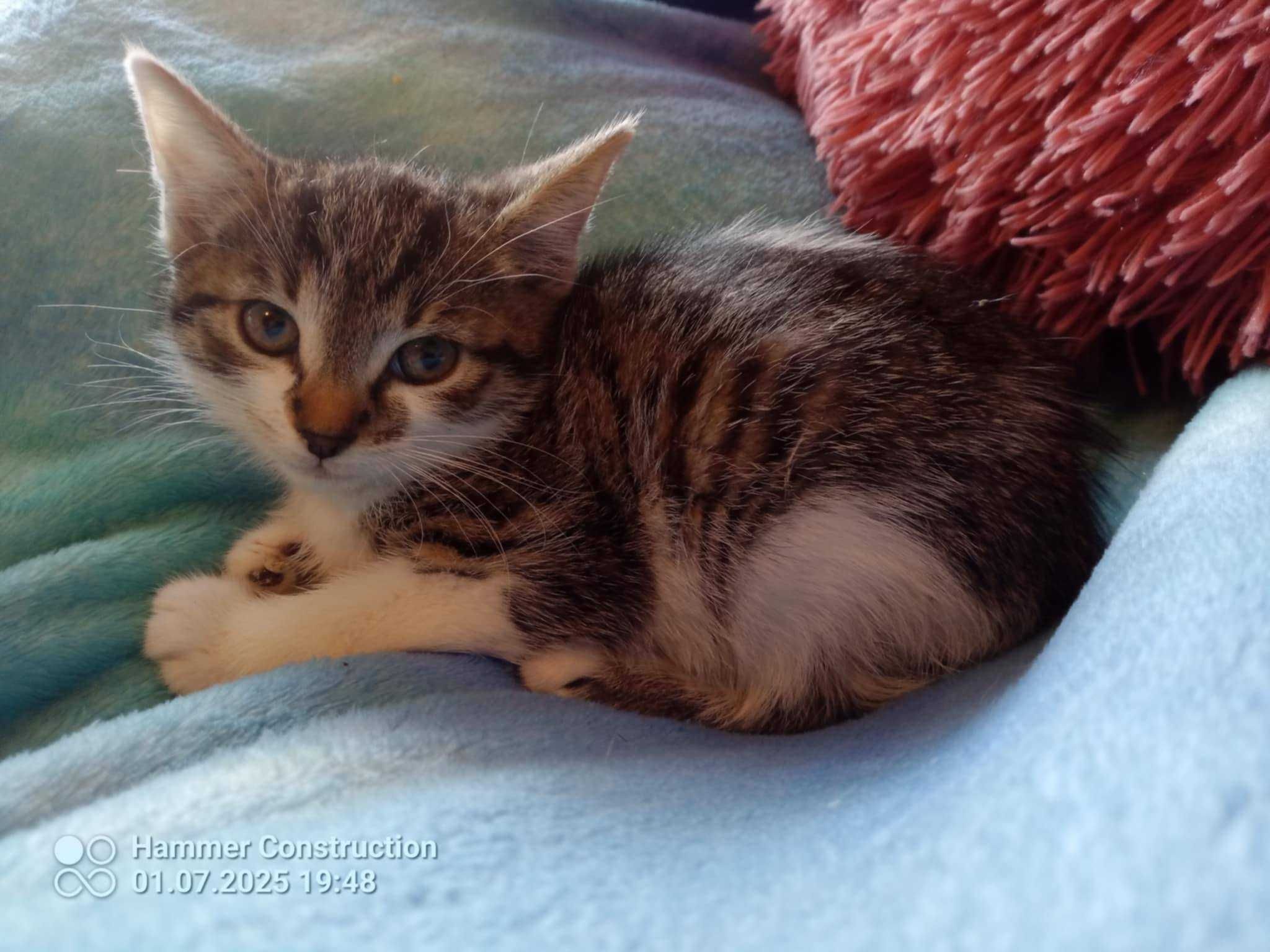 słodkie małe kociaki do adopcji