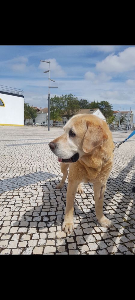 Passeio cães.