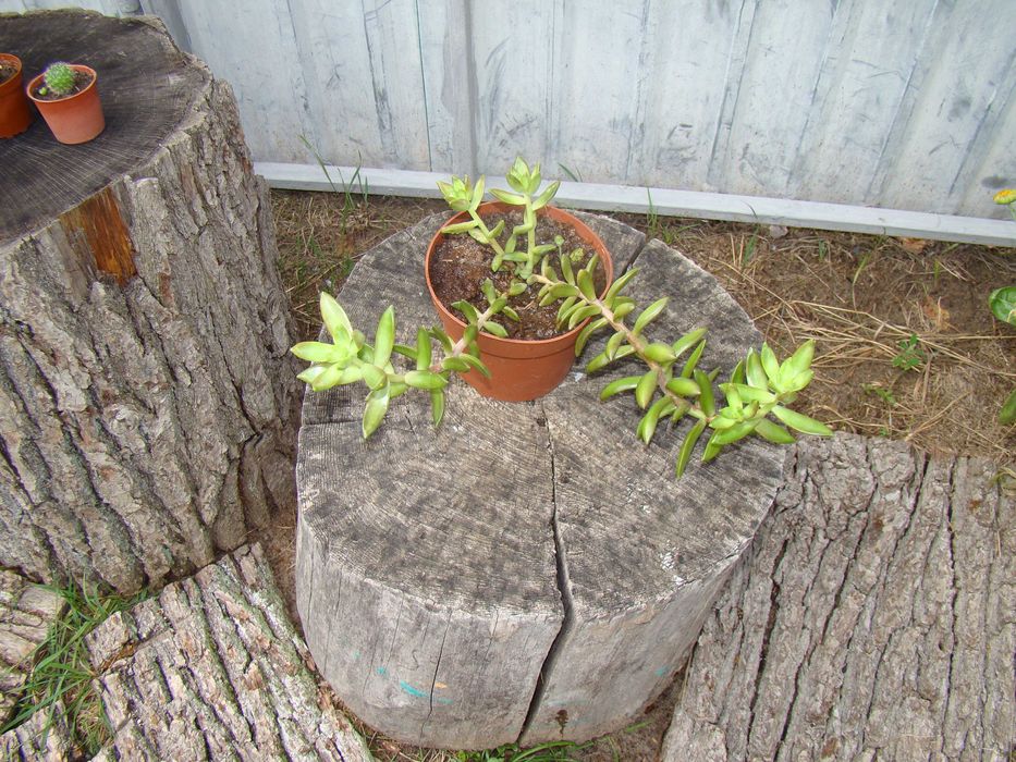 хавортії Купера, алое Дескоингса, седум Нуссбаумера