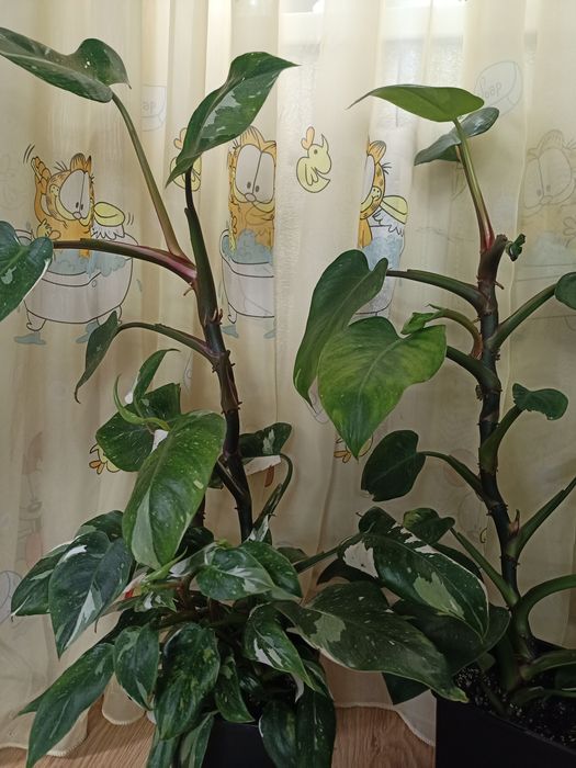 Филодендрон Wait Princes, черенки