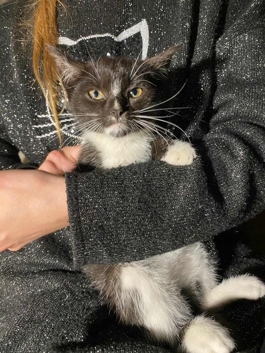 Oddam dwie kotki w dobre ręce – trikolorowa i czarno-biała