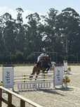 Cavalo luso warmblood