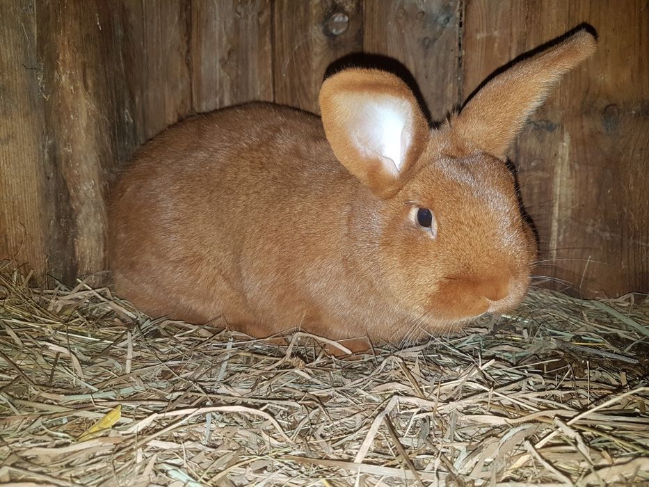 Nowozelandzki Czerwony Samiczki