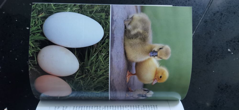 Przydomowy chów drobiu - Stern Alice Kury Gęsi Kaczki  Indyki