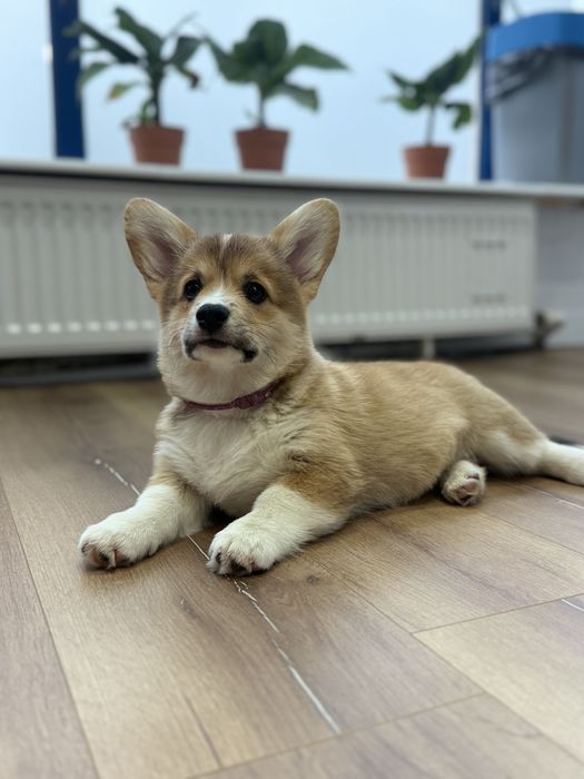 Sprzedam Corgi Pembroke FCi ZKwP