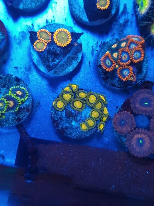 Corais zoantus de agua salgada