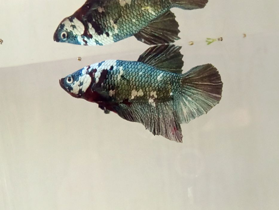 Bojownik koi marble plakat